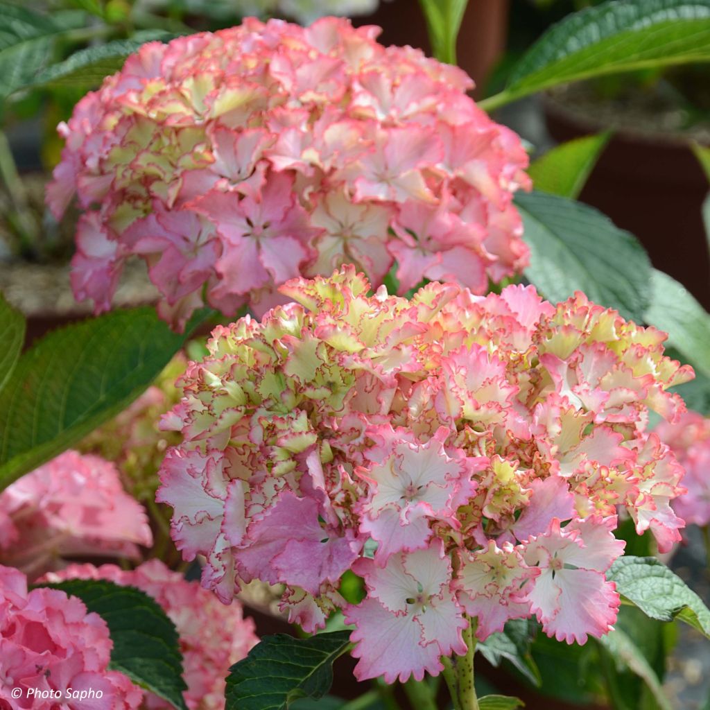 Hydrangea macrophylla So Long Sunny - Ortensia