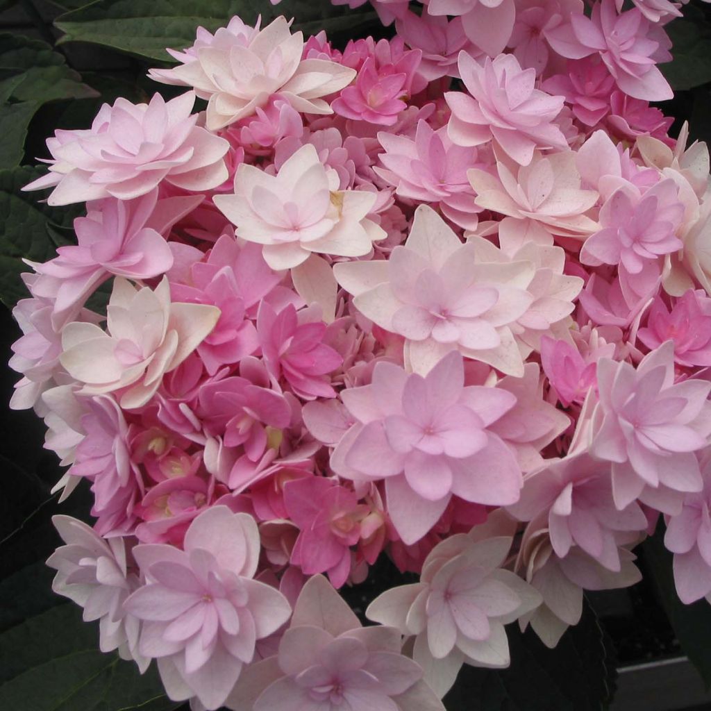 Hydrangea macrophylla You and Me Romance - Ortensia