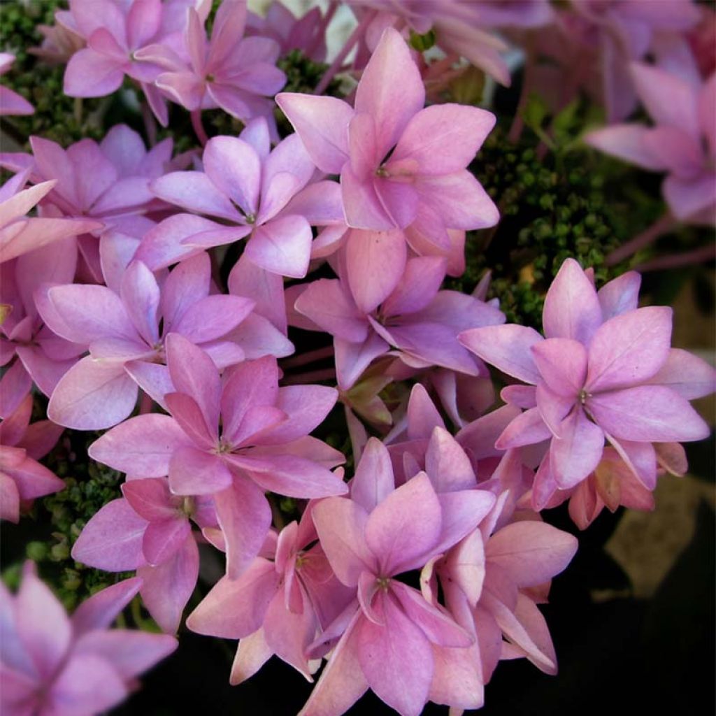 Hydrangea macrophylla You and Me Romance - Ortensia