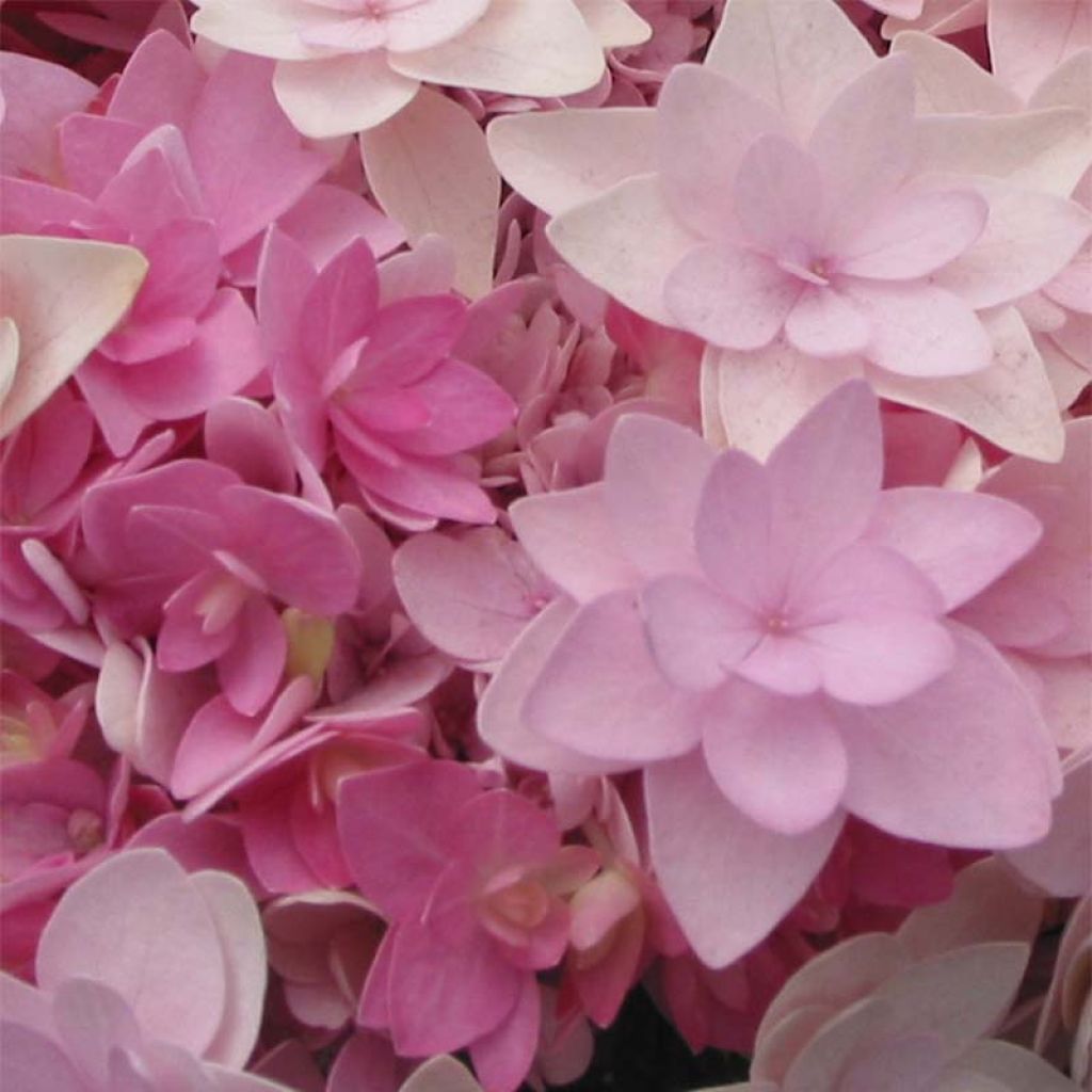 Hydrangea macrophylla You and Me Romance - Ortensia