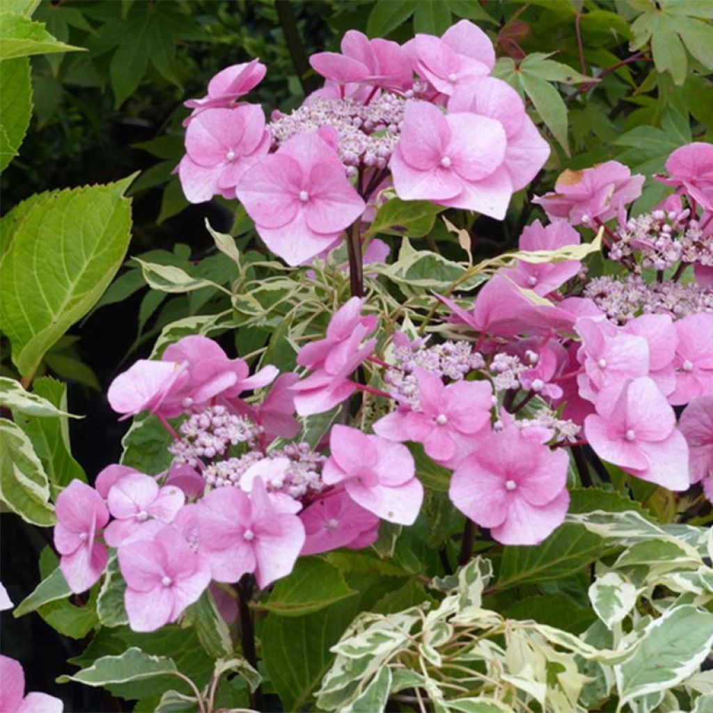 Hydrangea macrophylla Zorro - Ortensia