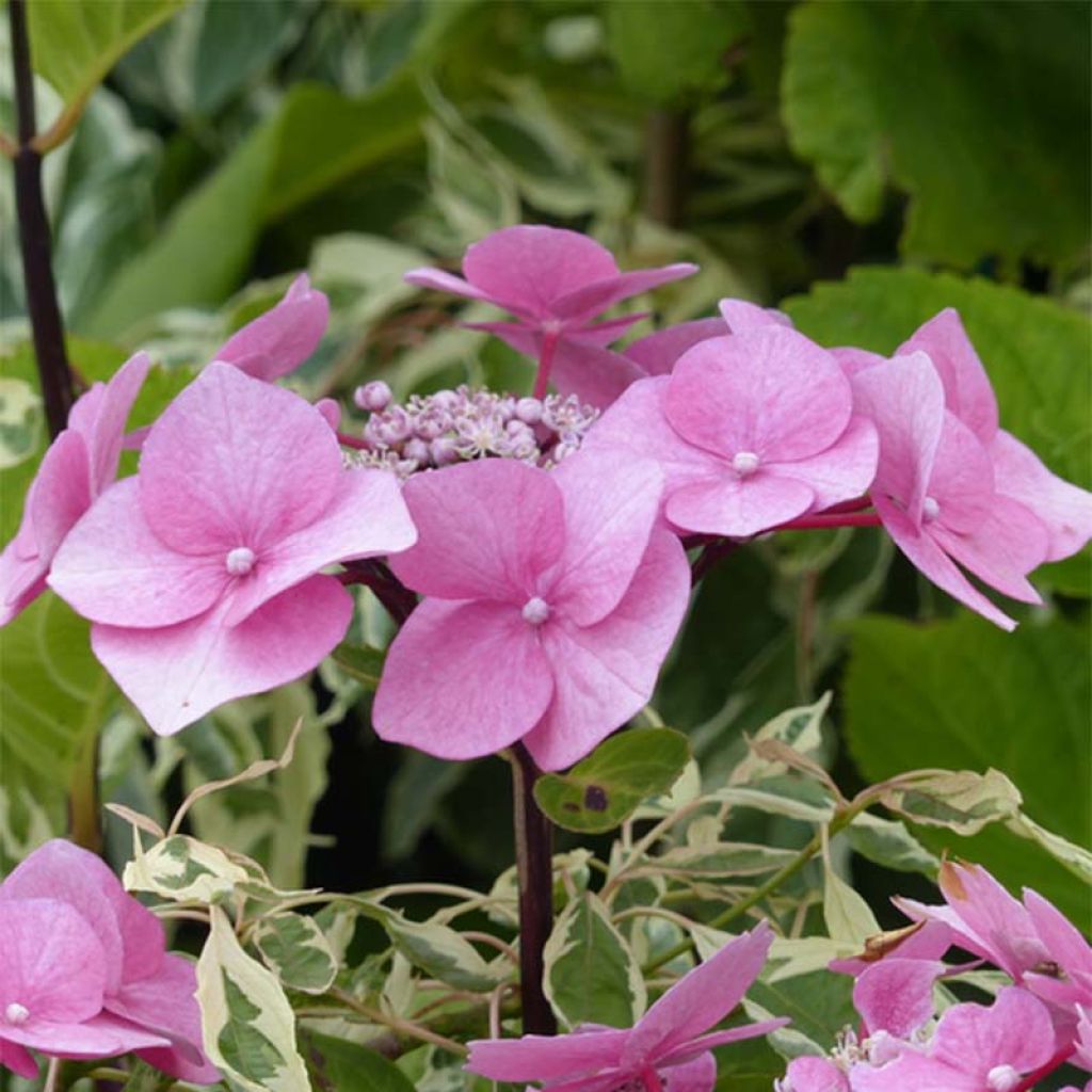 Hydrangea macrophylla Zorro - Ortensia