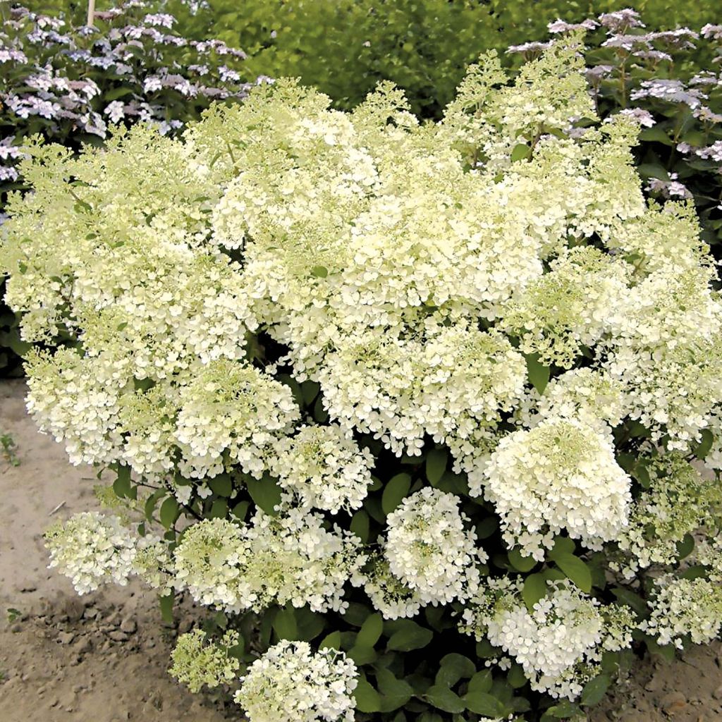 Hydrangea paniculata Bobo - Ortensia paniculata