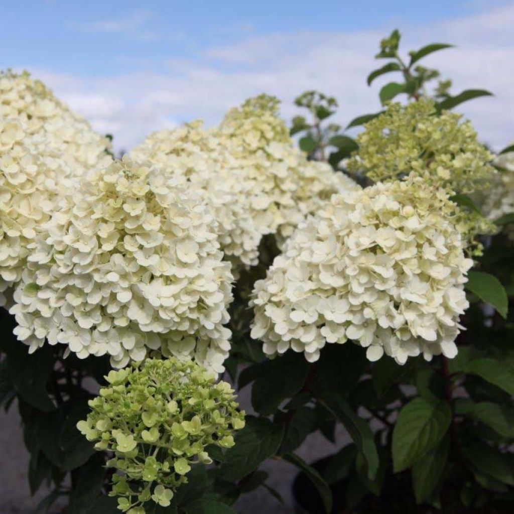 Hydrangea paniculata Bobo - Ortensia paniculata