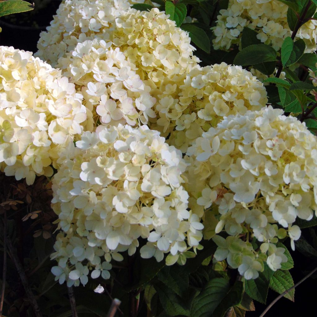 Hydrangea paniculata Bobo - Ortensia paniculata