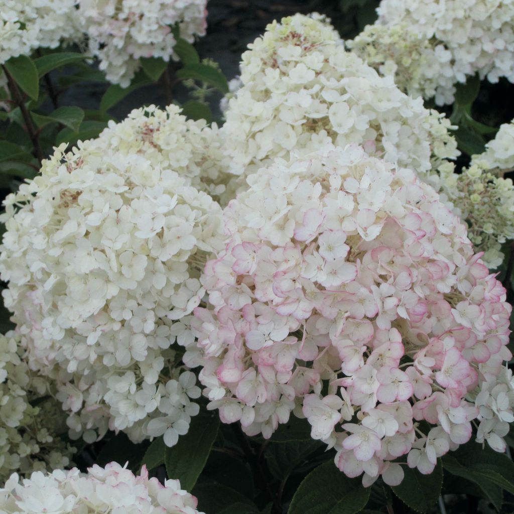 Hydrangea paniculata Bobo - Ortensia paniculata