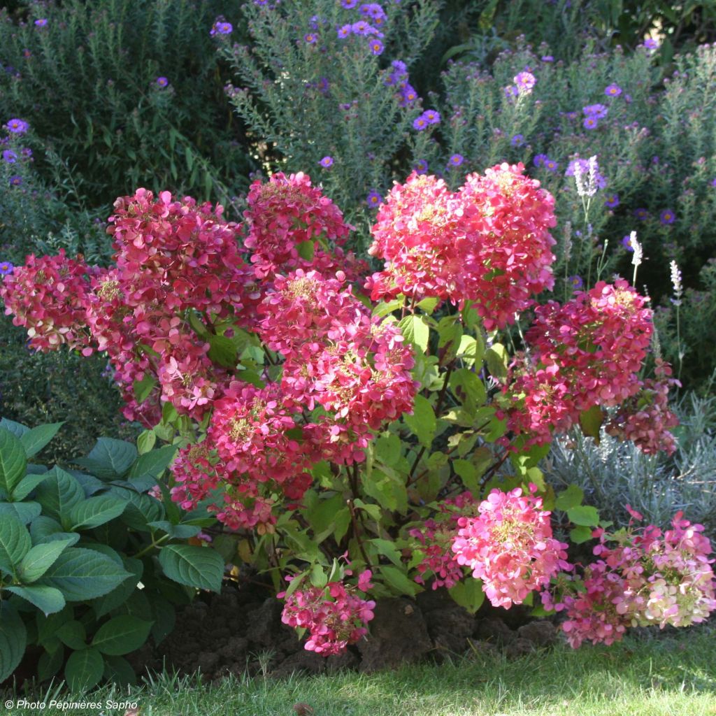 Hydrangea paniculata Diamant Rouge - Ortensia paniculata