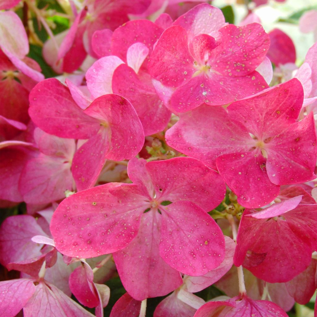 Hydrangea paniculata Diamant Rouge - Ortensia paniculata