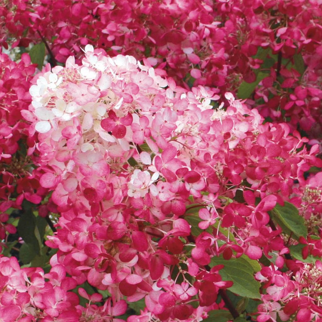 Hydrangea paniculata Diamant Rouge - Ortensia paniculata