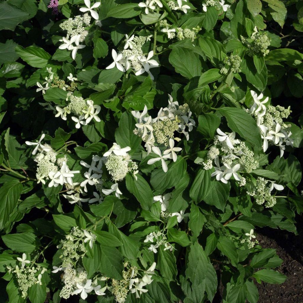 Hydrangea paniculata Great Star Le Vasterival - Ortensia paniculata