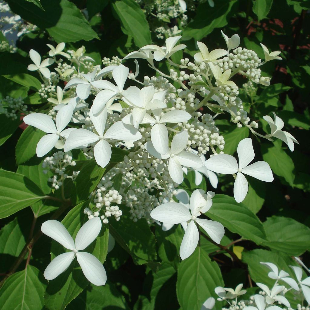 Hydrangea paniculata Great Star Le Vasterival - Ortensia paniculata