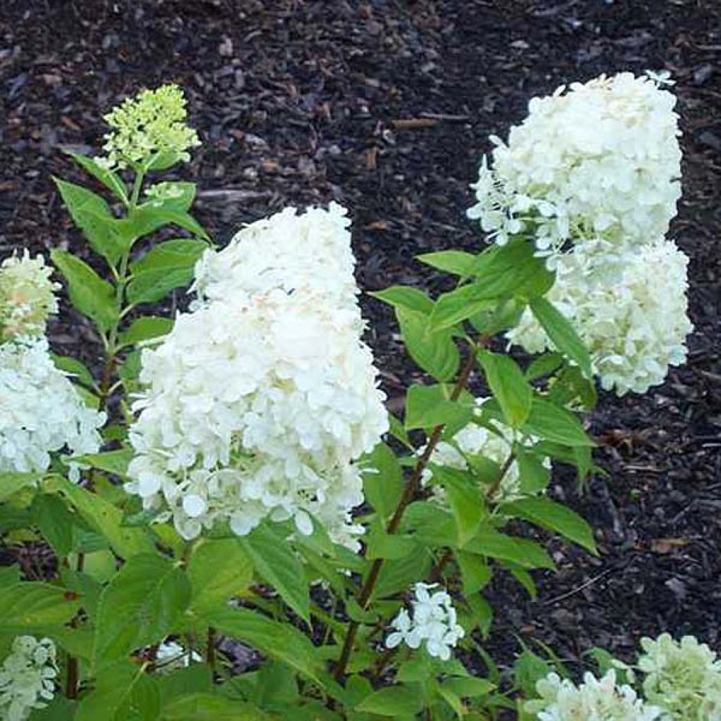 Hydrangea paniculata Limelight - Ortensia paniculata