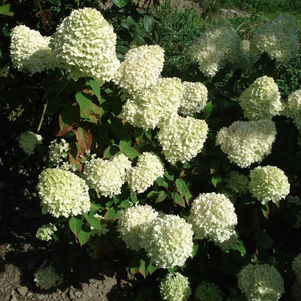 Hydrangea paniculata Limelight - Ortensia paniculata