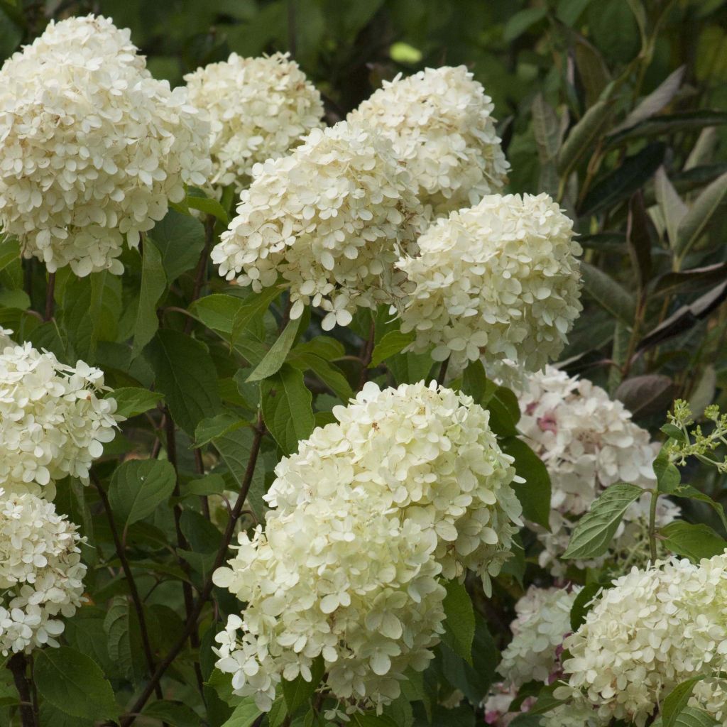 Hydrangea paniculata Limelight - Ortensia paniculata