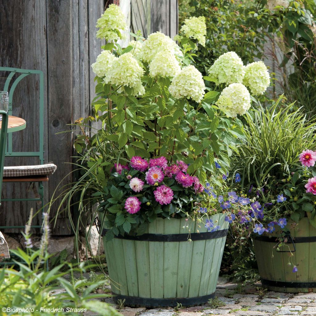 Hydrangea paniculata Limelight - Ortensia paniculata