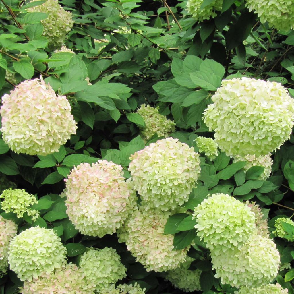 Hydrangea paniculata Limelight - Ortensia paniculata