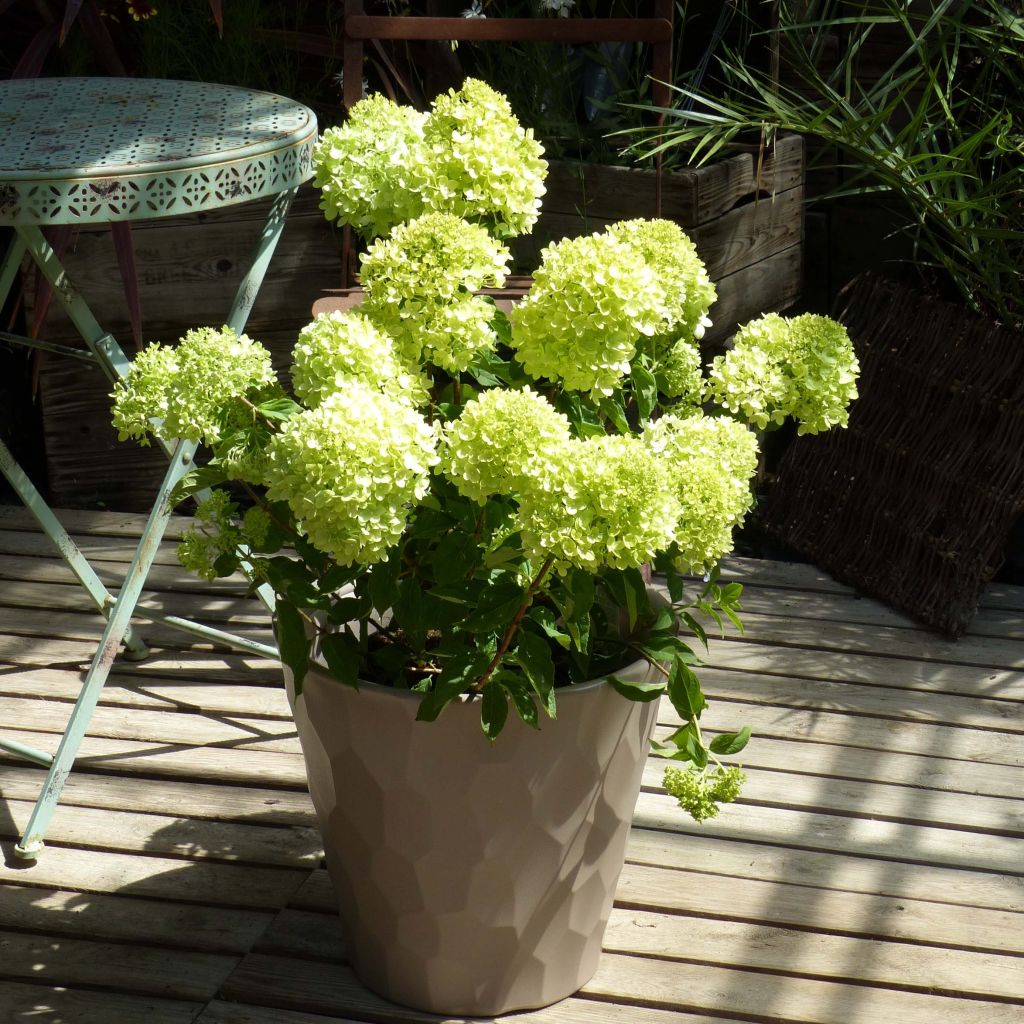 Hydrangea paniculata Little Lime - Ortensia paniculata