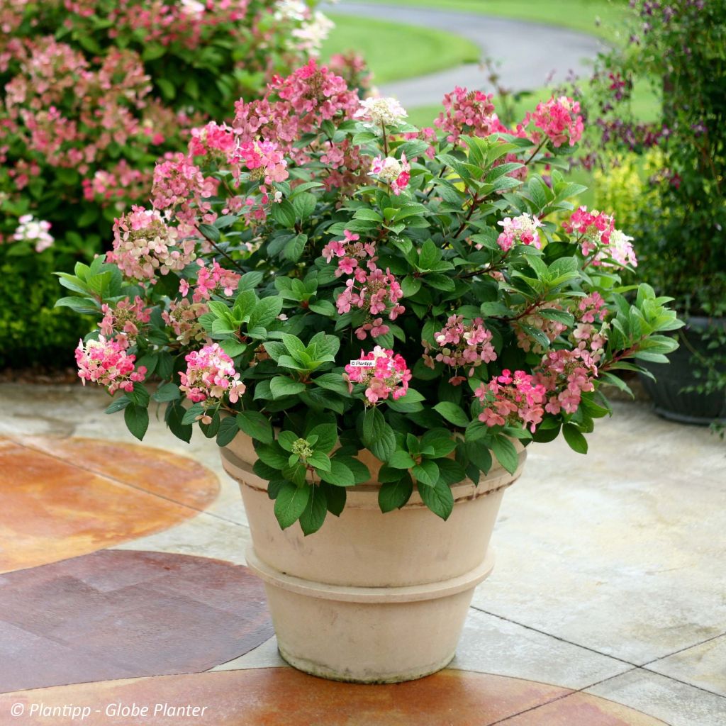 Hydrangea paniculata Little Quick Fire - Ortensia paniculata