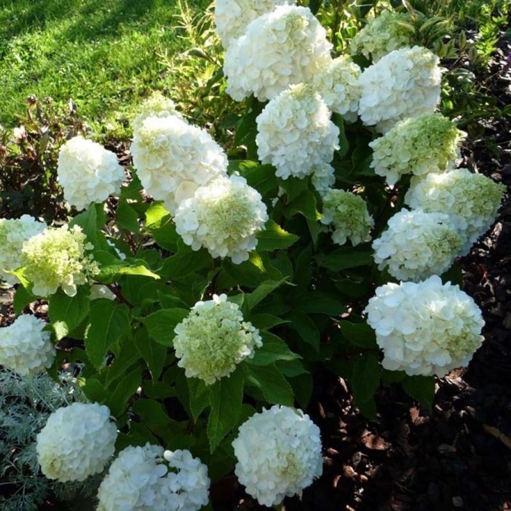 Hydrangea paniculata Magical Mont Blanc - Ortensia paniculata