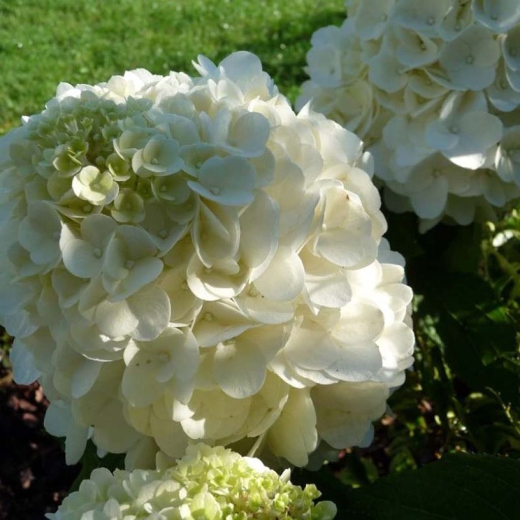 Hydrangea paniculata Magical Mont Blanc - Ortensia paniculata