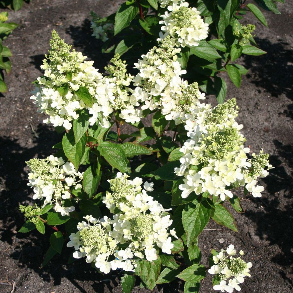 Hydrangea paniculata Magical Vesuvio - Ortensia paniculata