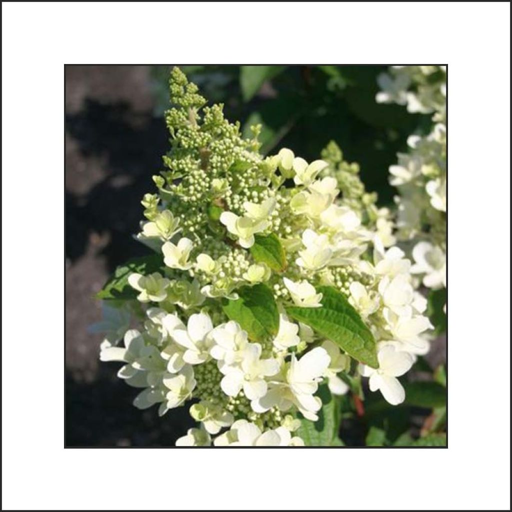 Hydrangea paniculata Magical Vesuvio - Ortensia paniculata