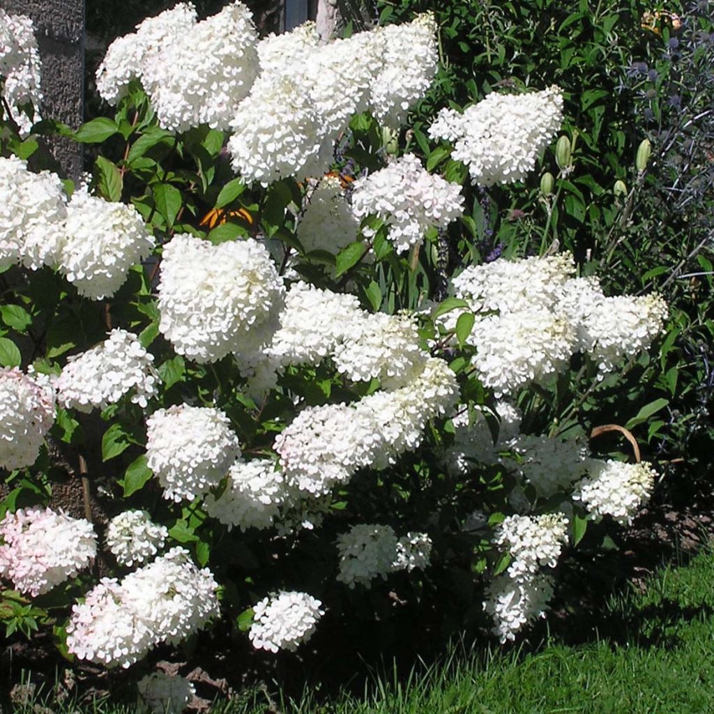 Hydrangea paniculata Vanille Fraise - Ortensia paniculata