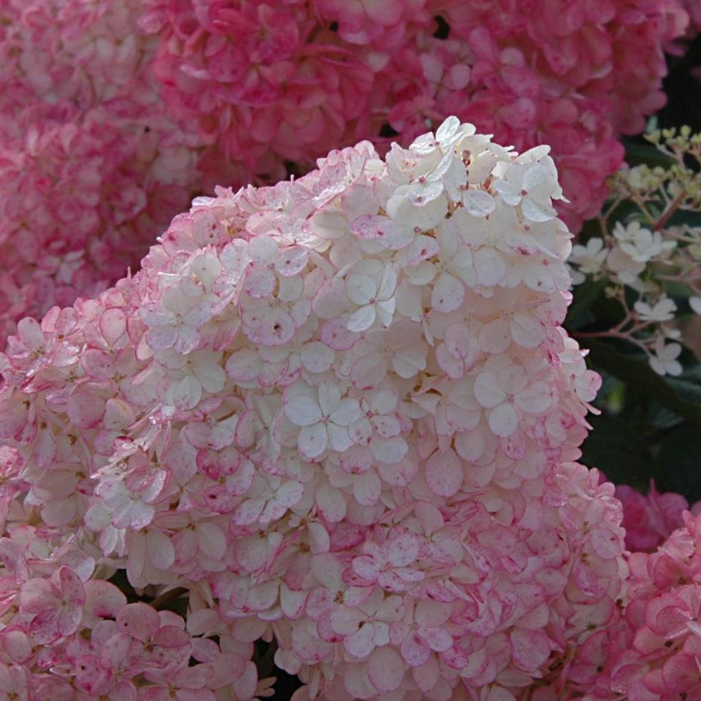 Hydrangea paniculata Vanille Fraise - Ortensia paniculata