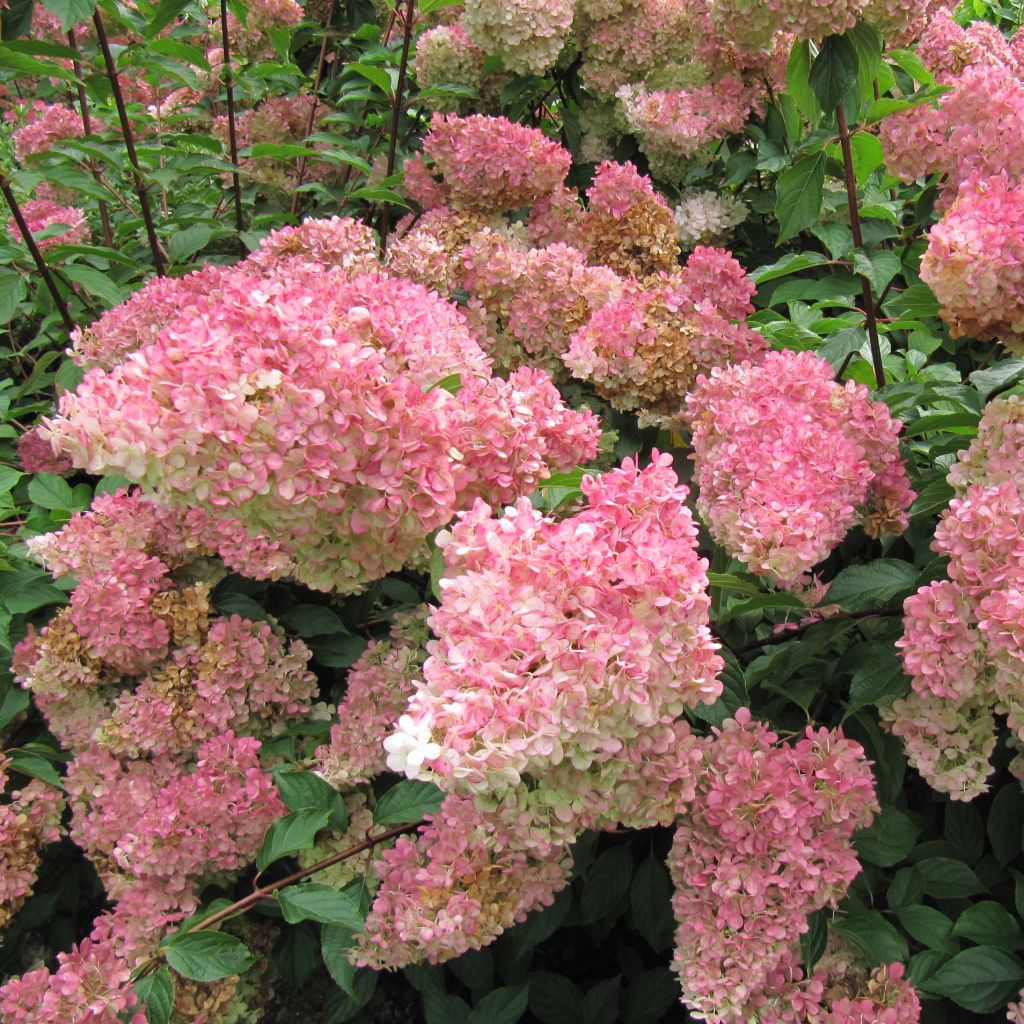 Hydrangea paniculata Vanille Fraise - Ortensia paniculata