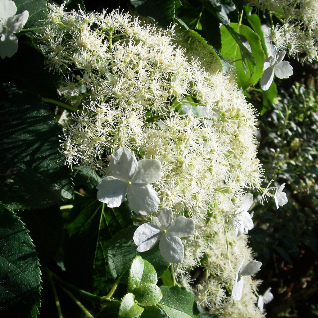 Hydrangea anomala subsp. petiolaris - Ortensia rampicante