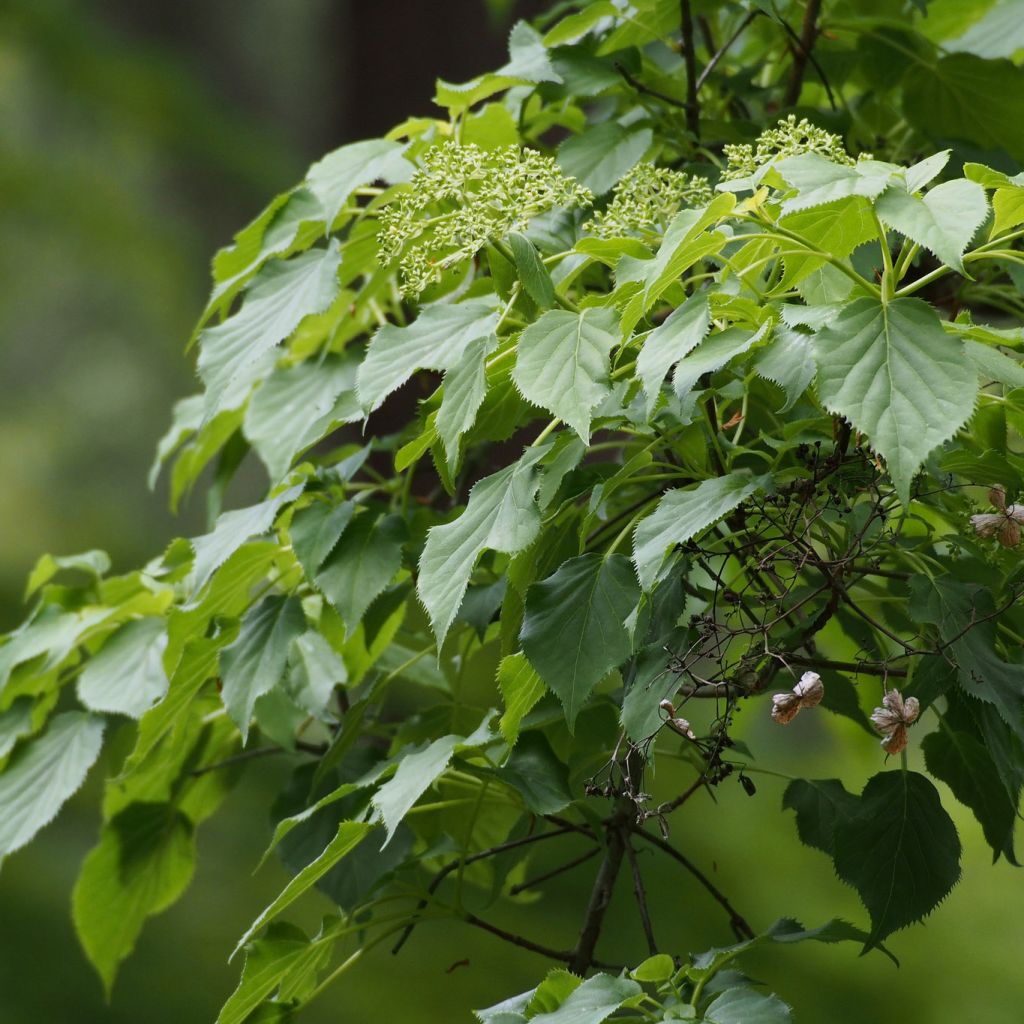 Hydrangea anomala subsp. petiolaris - Ortensia rampicante