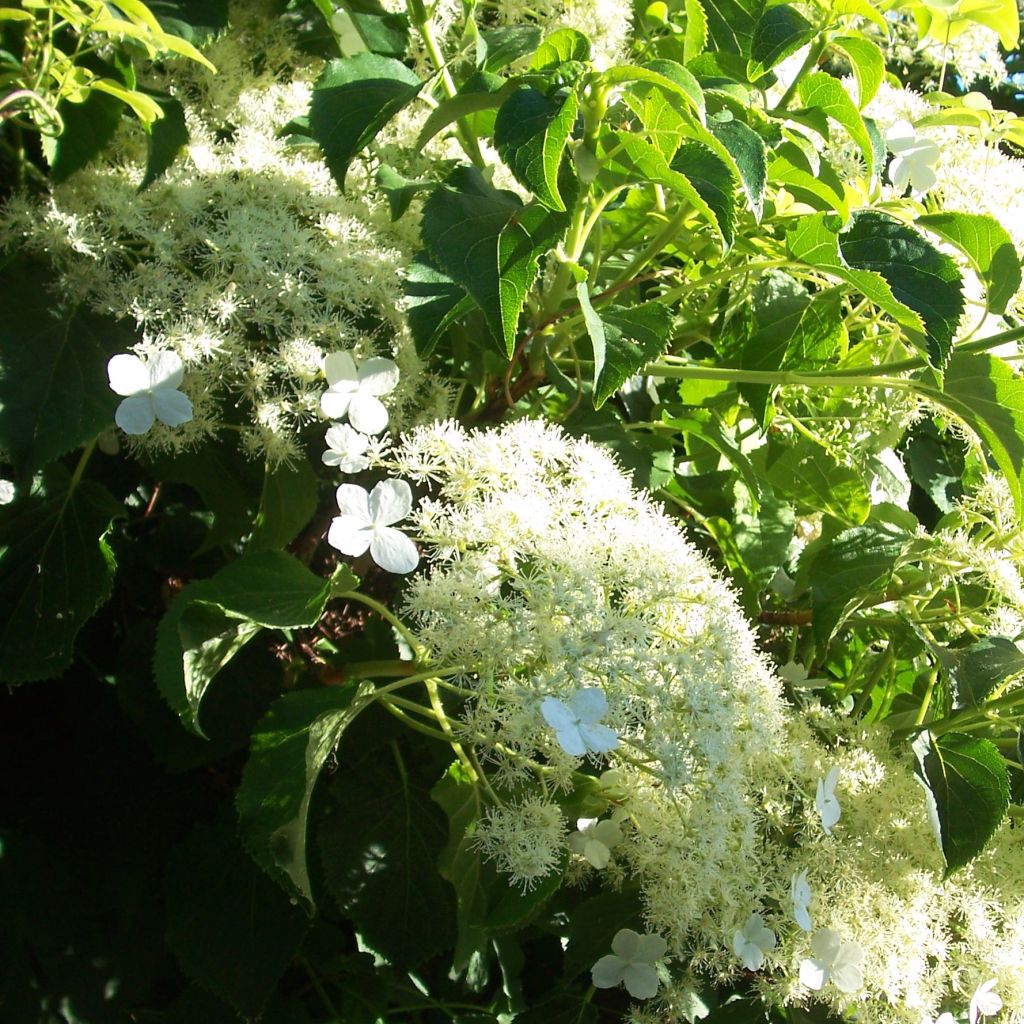 Hydrangea anomala subsp. petiolaris - Ortensia rampicante