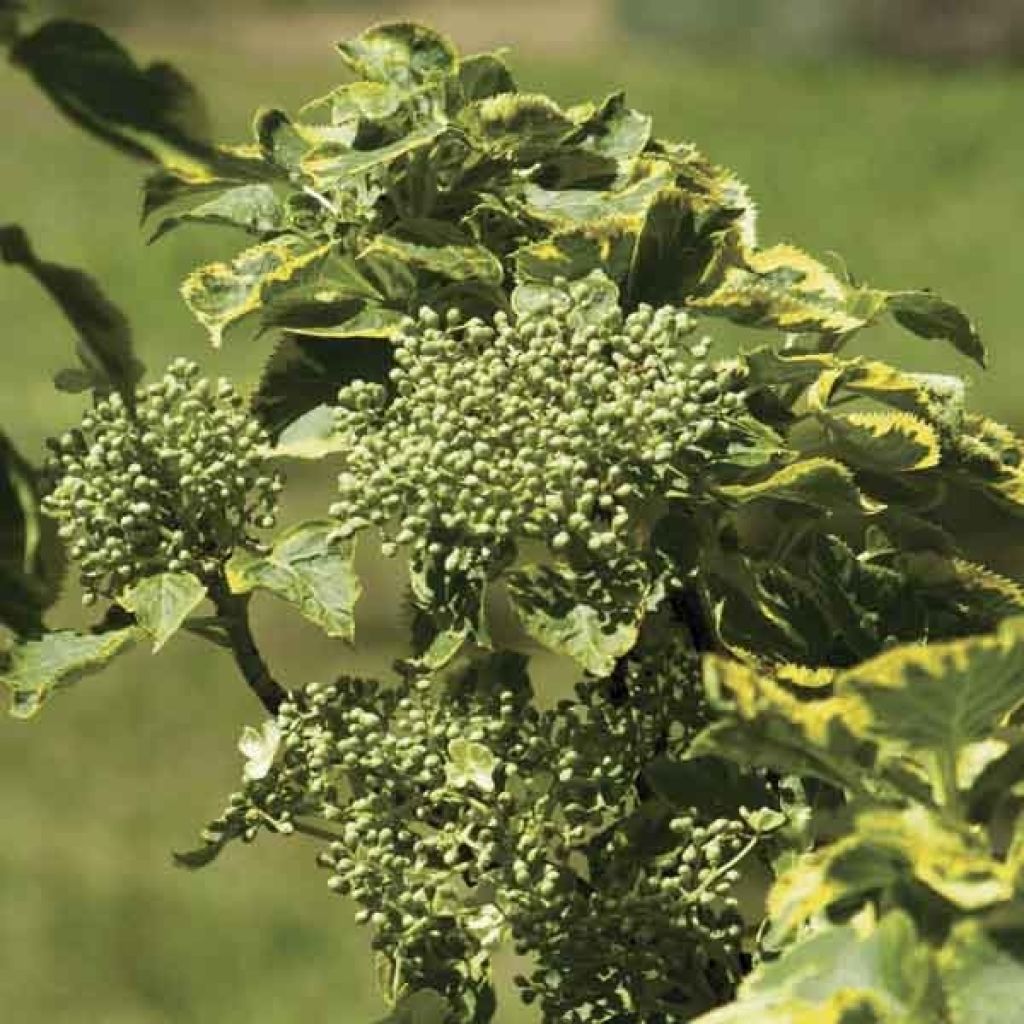 Hydrangea anomala subsp. petiolaris Mirranda - Ortensia rampicante