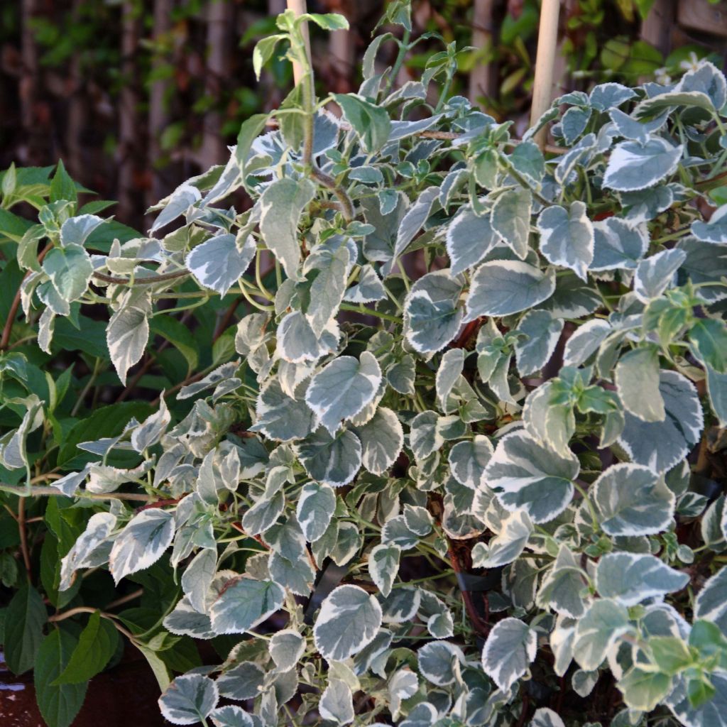 Hydrangea anomala subsp. petiolaris Silver Lining - Ortensia rampicante