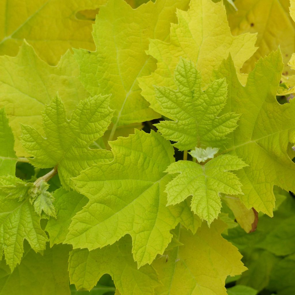 Hydrangea quercifolia Little Honey - Ortensia a foglie di quercia