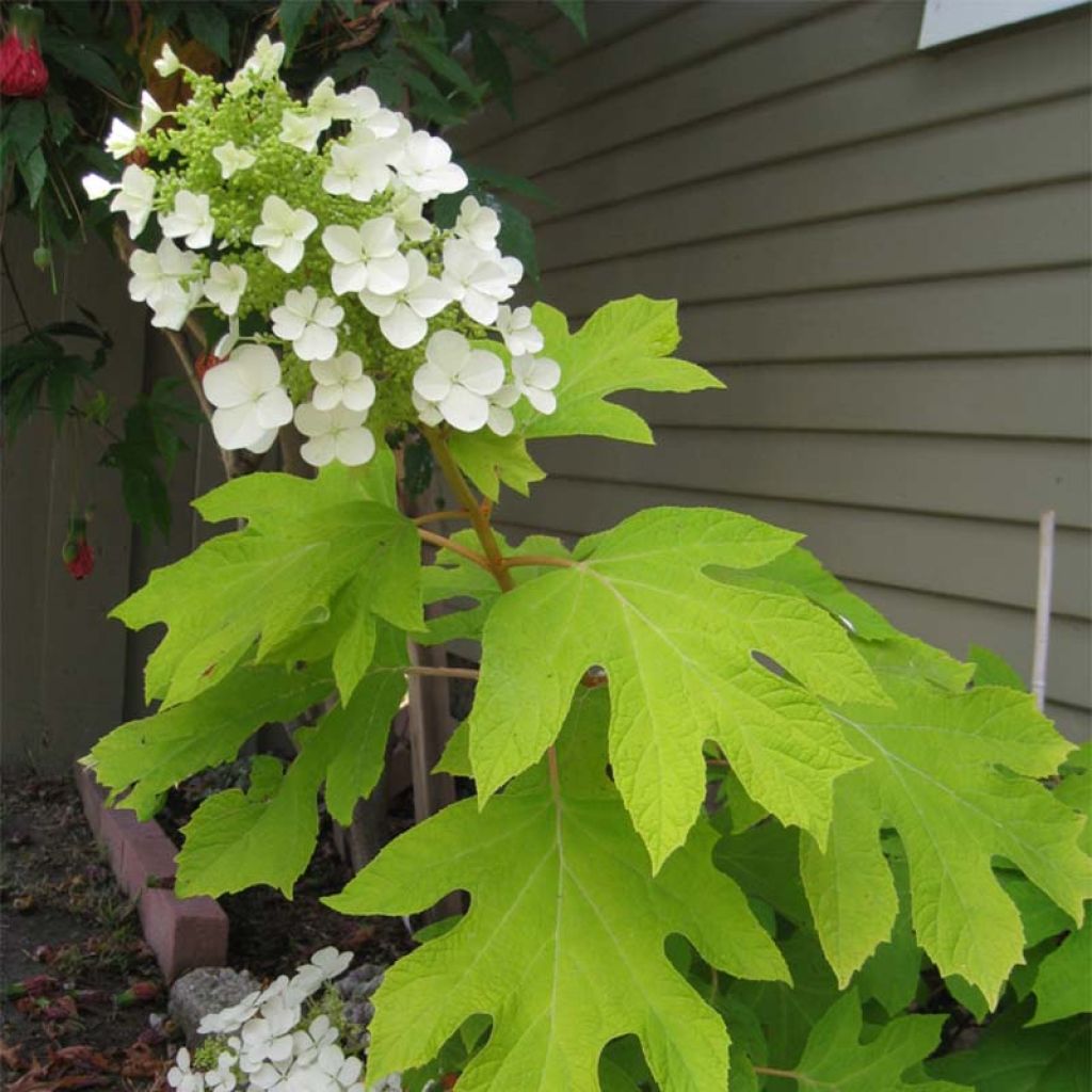 Hydrangea quercifolia Little Honey - Ortensia a foglie di quercia