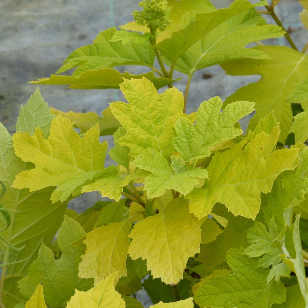 Hydrangea quercifolia Little Honey - Ortensia a foglie di quercia