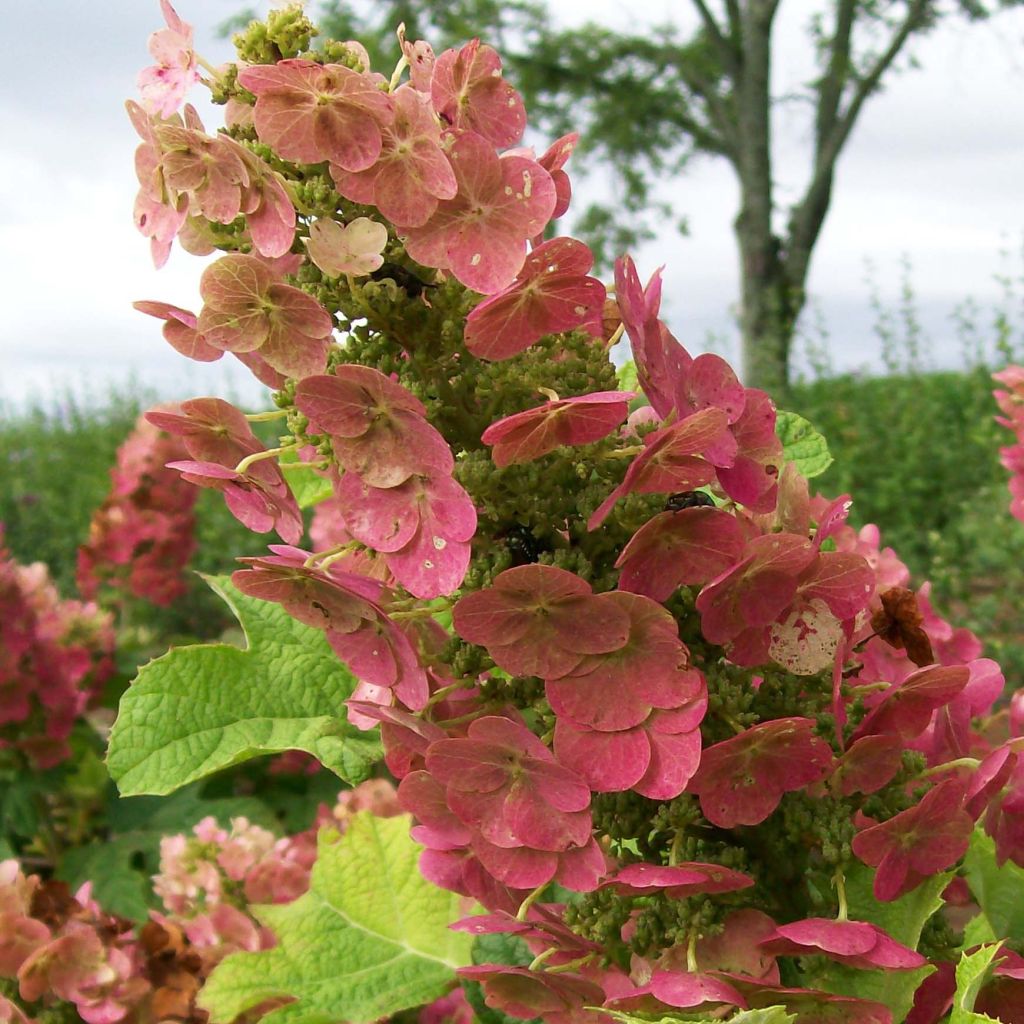 Hydrangea quercifolia Ruby Slippers - Ortensia a foglie di quercia