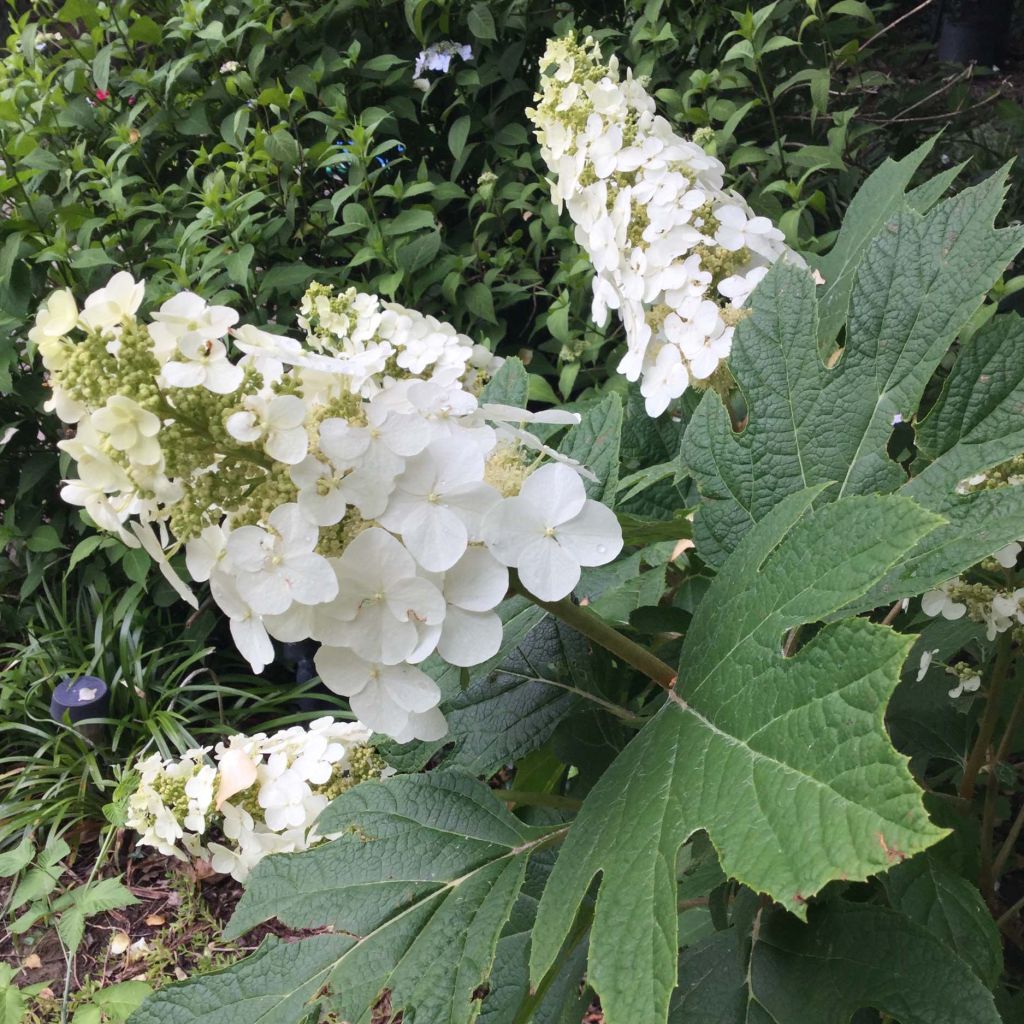 Hydrangea quercifolia Snow Queen - Ortensia a foglie di quercia