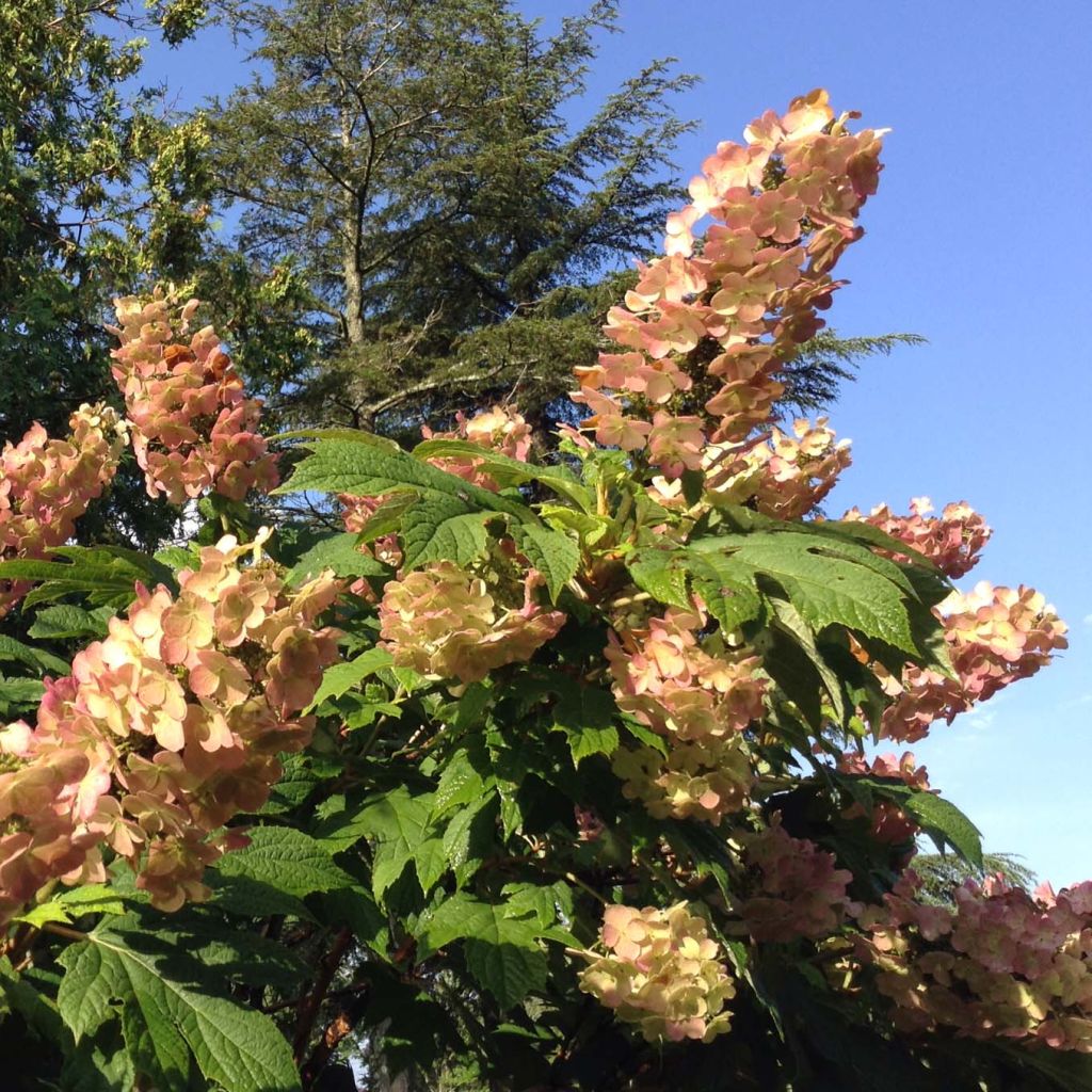 Hydrangea quercifolia Snow Queen - Ortensia a foglie di quercia