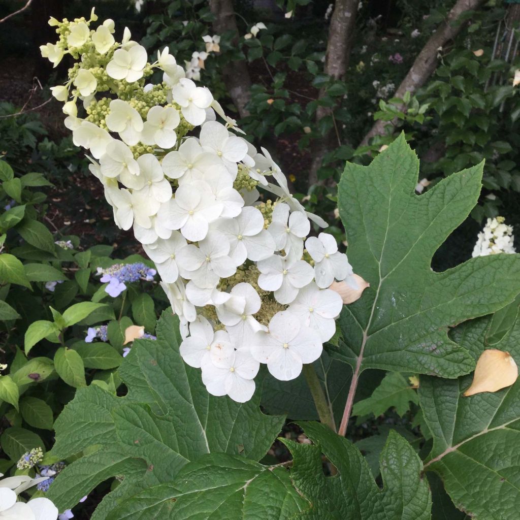 Hydrangea quercifolia Snow Queen - Ortensia a foglie di quercia