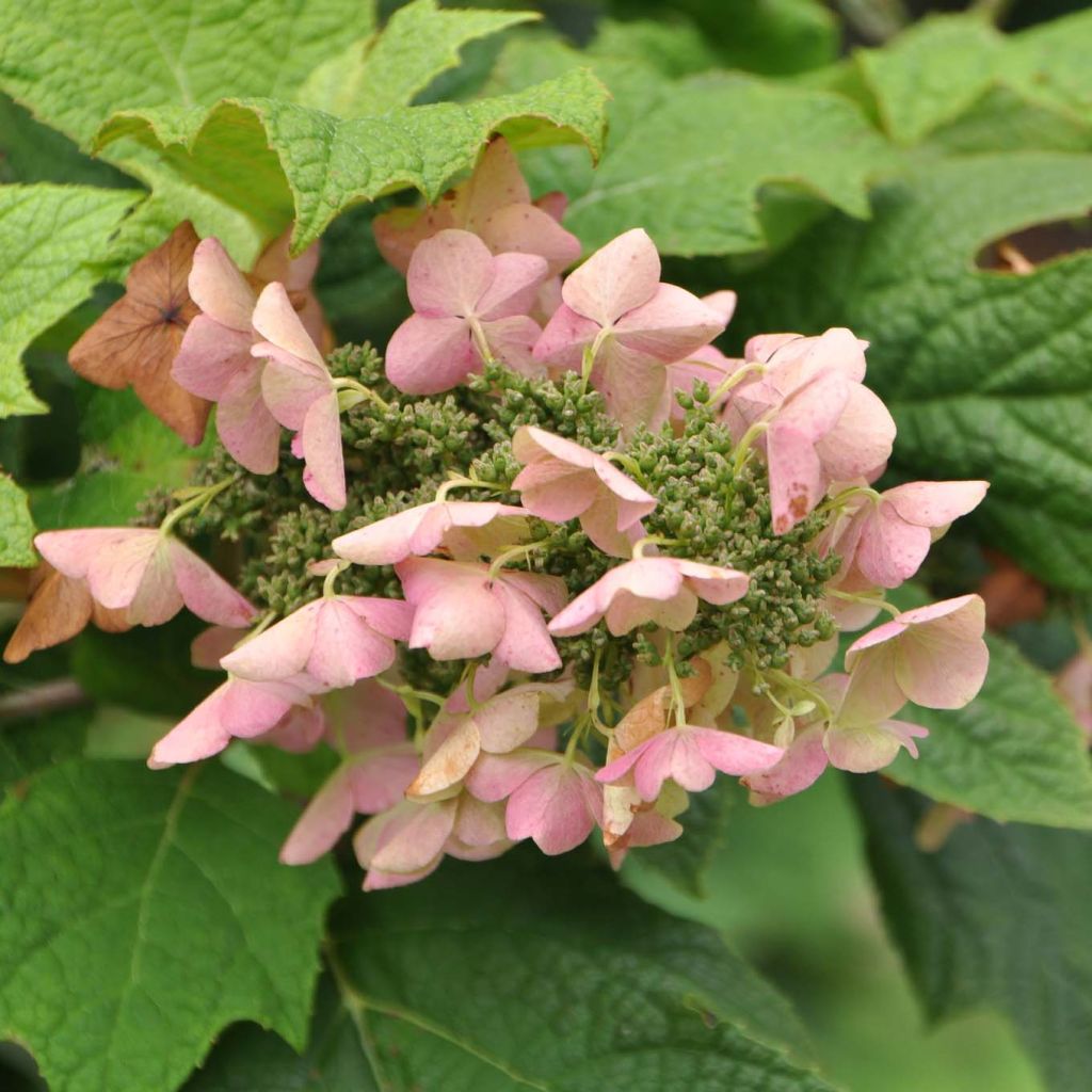 Hydrangea quercifolia Snow Queen - Ortensia a foglie di quercia