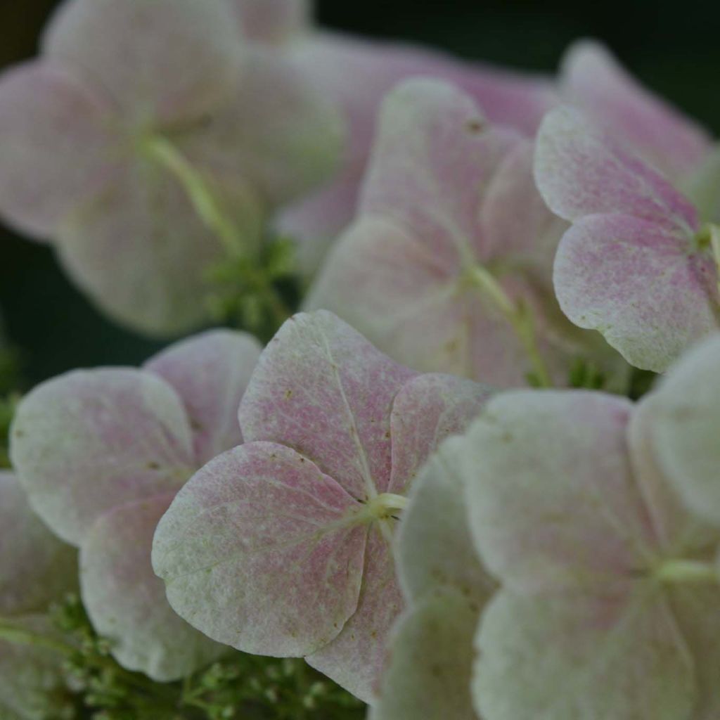 Hydrangea quercifolia Snow Queen - Ortensia a foglie di quercia