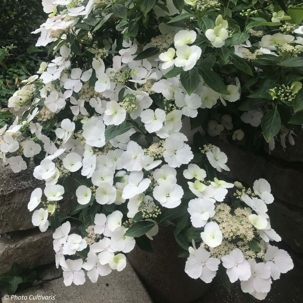 Hydrangea Runaway Bride - Ortensia