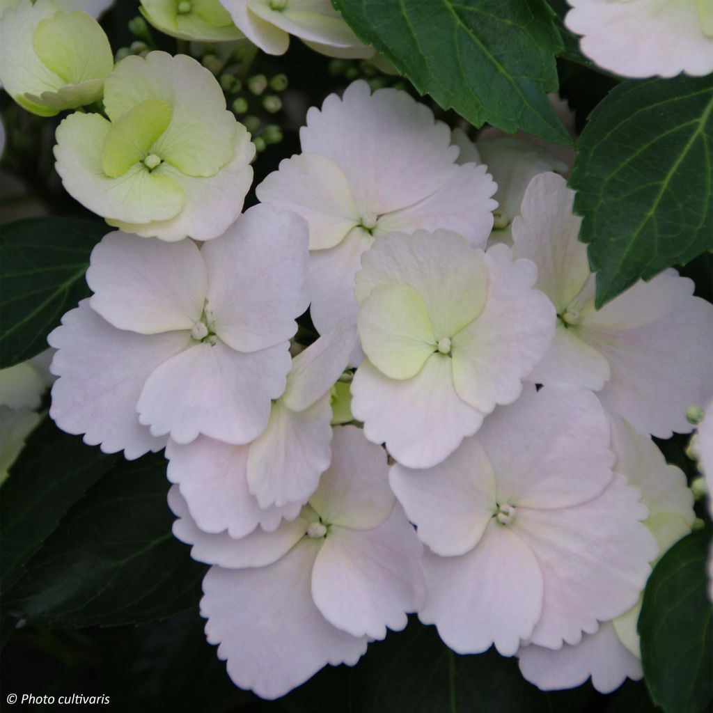 Hydrangea Runaway Bride - Ortensia