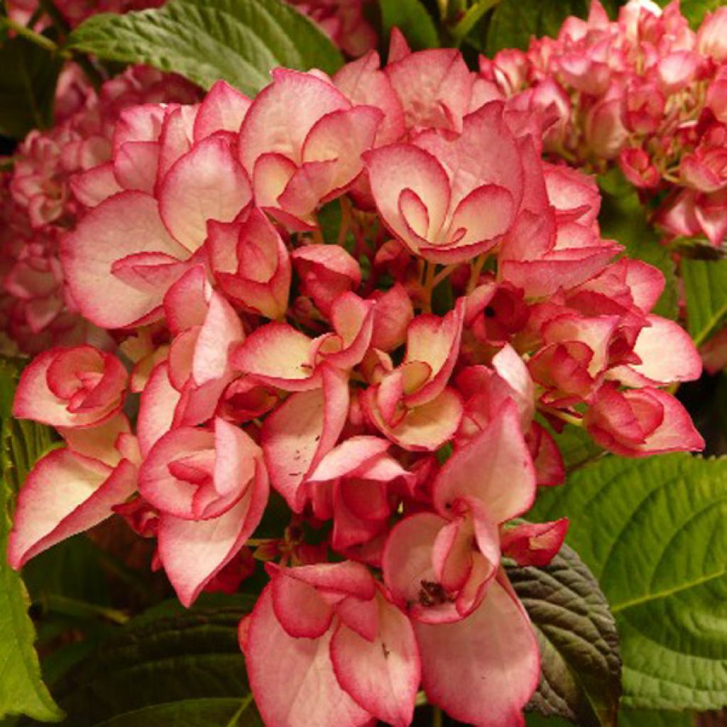 Hortensia - Hydrangea macrophylla Salsa