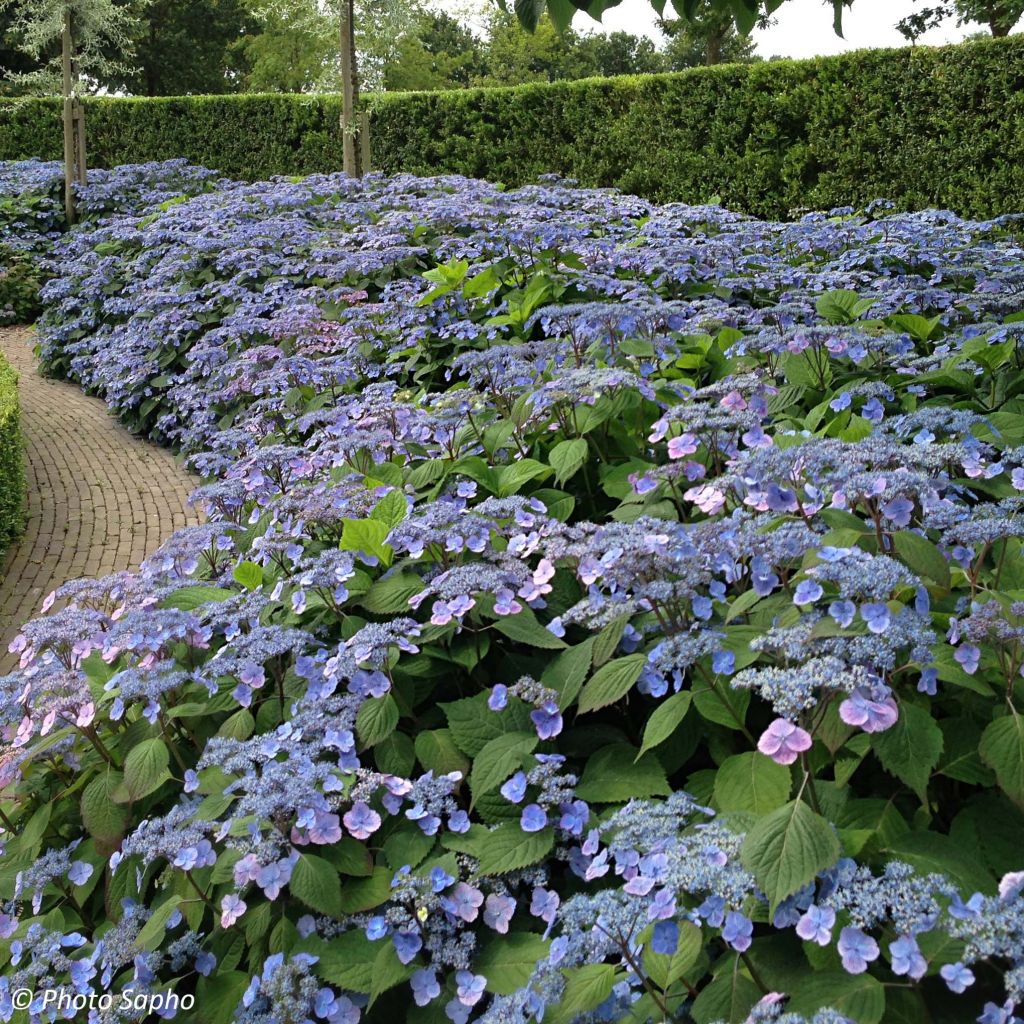 Hydrangea serrata Veerle - Ortensia