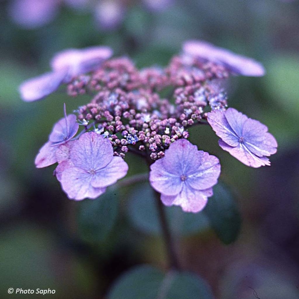 Hydrangea serrata Veerle - Ortensia