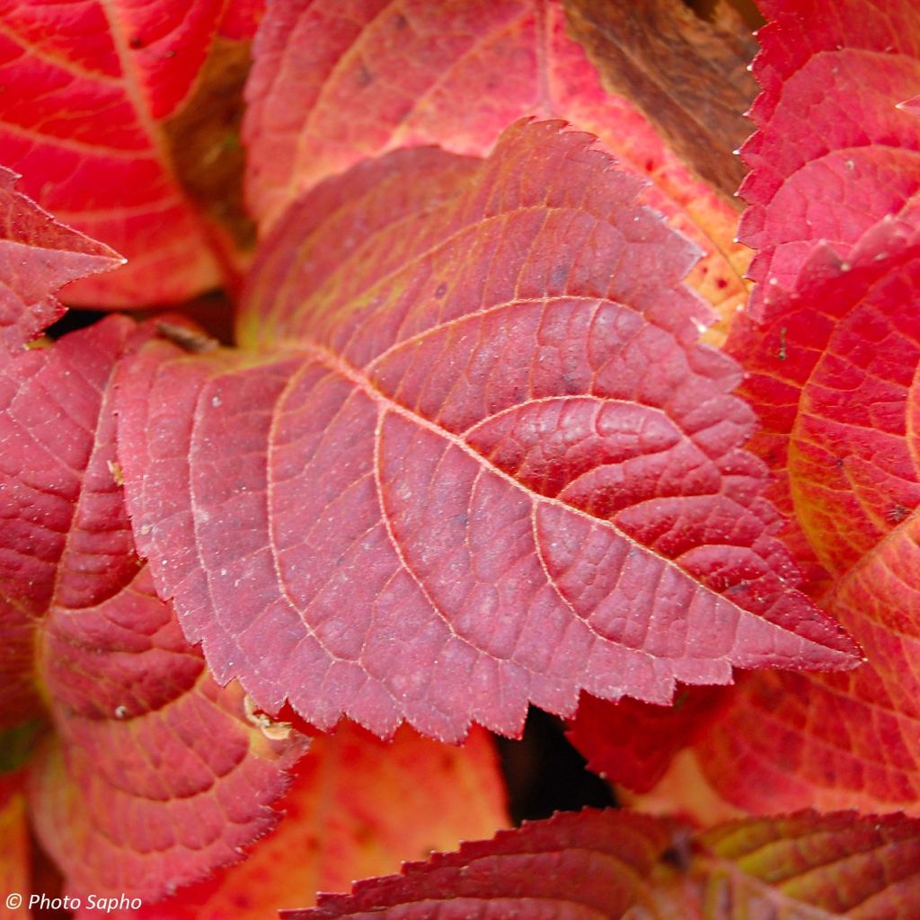 Hydrangea serrata Veerle - Ortensia