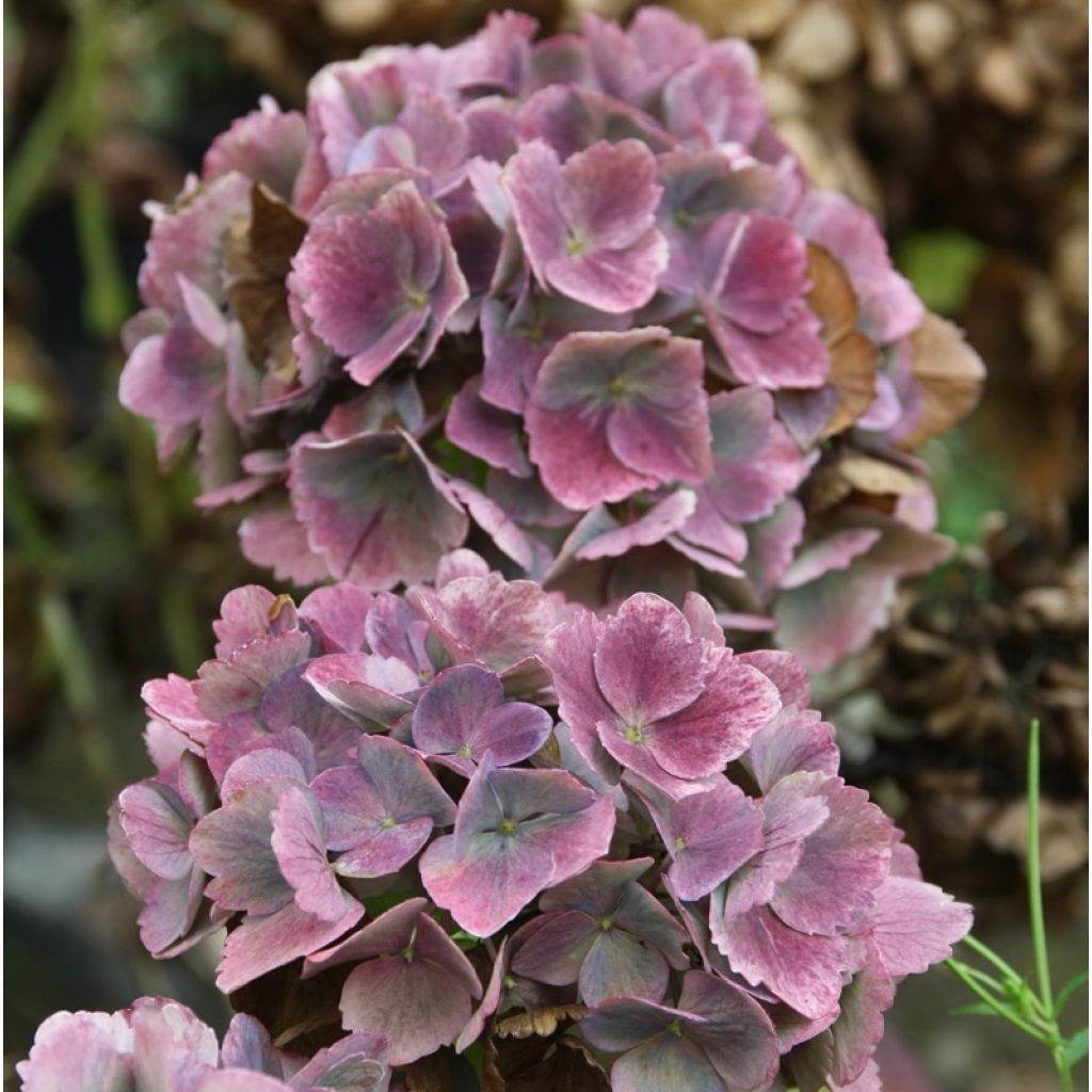 Hydrangea macrophylla Baron Pourpre - Ortensia